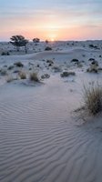 Desert landscape at sunrise with rippled sand dunes, sparse vegetation and acacia trees under pastel sky for travel and nature photography projects.