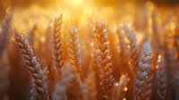 Golden wheat field at sunset with bokeh light effects and dew drops on stalks creating magical atmosphere in agriculture landscape during harvest season.