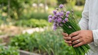 Close-up of male hands holding fresh purple chive blossoms in garden setting. Suitable for gardening, agriculture, cooking, and lifestyle content.