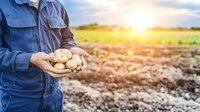 Farmer in blue work clothes holding freshly harvested potatoes in hands over cultivated field at sunrise, agricultural production and harvest concept.