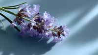 Delicate purple wildflowers on blue background with dramatic shadows. Soft natural lighting creates dreamy spring atmosphere for romantic floral design projects.