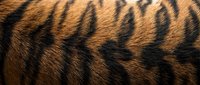 Close-up of natural leopard fur texture with distinctive spotted pattern in warm brown and black tones for wildlife and fashion design projects.