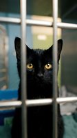Black kitten with bright yellow eyes looking through metal cage bars at animal shelter waiting for adoption and new home.