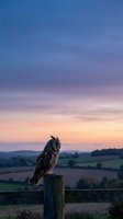 Majestic owl perched on wooden fence post at sunset with colorful sky and rural countryside landscape in background for nature and wildlife concepts.