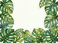Monstera deliciosa leaves arranged in frame border on white isolated background, ready for design use on invitations, posters, social media graphics, and botanical themed projects.