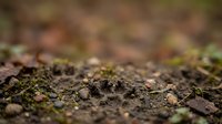Forest floor covered with moss, fallen leaves and organic debris in autumn woodland. Natural ground texture with shallow depth of field for environmental backgrounds.