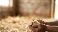 Young chick resting in farmer's hands in barn with straw bedding, depicting agricultural care and poultry farming practices.