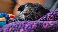Black guinea pig resting among colorful knitted blankets and yarn, close-up portrait showing fuzzy nose and whiskers against purple and rainbow textile background.