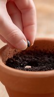 Close-up of hand planting seed in terracotta pot with rich soil, capturing the beginning of gardening process and new growth potential.