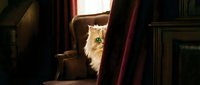 Fluffy ginger cat with long fur sitting on brown leather armchair beside burgundy curtain in dark room with warm lighting.