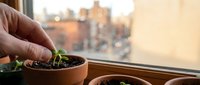 Hand planting green seedling in terracotta pot on sunny windowsill with urban cityscape background for indoor gardening and sustainable living concepts.