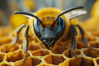 Extreme close up macro photography of honey bee face on honeycomb showing detailed compound eyes, antennae and fuzzy yellow body in sharp focus against blurred background.