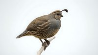 Quail bird perched on branch with detailed plumage, featuring brown and gray feathers, small curved beak, and scaled pattern on chest for wildlife and nature stock use.
