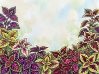 Colorful coleus plants with vibrant purple, pink, and yellow variegated foliage arranged in a decorative border against a soft watercolor background, suitable for garden design and botanical illustrations.
