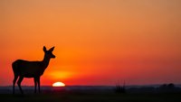 Deer silhouette standing against vibrant orange sunset sky. Wildlife nature scene with warm golden hour lighting for outdoor adventure and hunting themes.