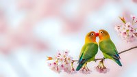 Two colorful lovebirds perched on cherry blossom branch with pink flowers against soft bokeh background for romantic spring greeting cards and decor.