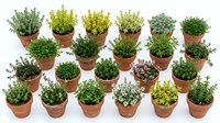 Collection of fresh culinary herbs in terracotta pots isolated on white background for cooking, gardening and kitchen design projects.