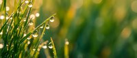 Fresh morning dew drops on vibrant green grass blades creating natural water pearls in soft sunlight with blurred bokeh background for spring concepts.