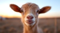 Close-up portrait of young beige goat kid with large ears looking at camera against blurred sunset background on farm.