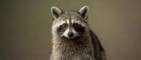 Adorable raccoon portrait with fluffy fur and bright eyes on neutral background for wildlife photography and nature design projects.