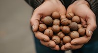 Handful of walnuts held in open palms, showcasing organic nuts for healthy snacking, cooking, and nutrition content.