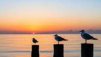 Three seagulls perched on wooden posts during golden hour sunset over calm ocean waters with warm orange and pink sky colors reflecting on surface.