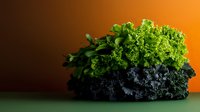 Fresh kale leaves bundle with curly green and dark purple varieties on orange background for healthy eating and nutrition concepts.