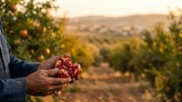Farmer holding fresh ripe pomegranate in hand over orchard landscape at sunset, agricultural harvest season and fruit production concept.