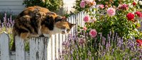 Fluffy brown and black cat perched on white wooden fence with blooming pink roses and purple lavender flowers in garden background.