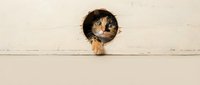 Curious tabby cat with orange and black markings peeking through hole in white wooden wall, looking directly at camera with alert expression for pet, animal behavior, and home decor content.