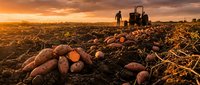 Freshly harvested sweet potatoes scattered across a farm field at golden sunset, with a farmer and tractor working in the background.