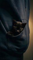 Black kitten nestled in front pocket of dark navy hoodie, peeking out with alert eyes. Warm golden lighting creates cozy atmosphere. Perfect for pet care, adoption campaigns, and lifestyle content.