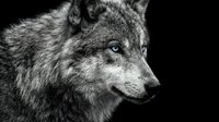 Majestic gray wolf portrait in black and white showing detailed fur texture and piercing eyes against dark background for wildlife photography projects.