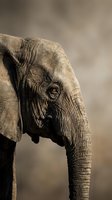 Close-up portrait of an African elephant's head showing detailed wrinkled skin texture, tusks, and expressive eye against a soft blurred background for wildlife and nature content.