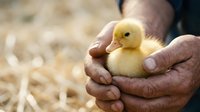 Farmer holding newborn yellow duckling in hands over straw bedding, poultry care and agricultural livestock management.