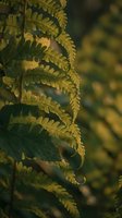 Delicate fern fronds with intricate leaflets in warm golden light creating natural botanical patterns for organic design and nature-themed projects.