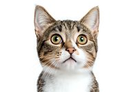 Curious tabby cat with white chest looking up against white background, isolated portrait showing bright eyes and alert expression. Perfect for pet products.