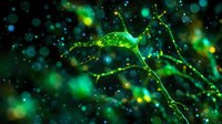 Glowing green neural network visualization with luminous connections and bokeh effects on dark background, representing artificial intelligence and brain synapses.