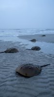 Horseshoe crabs on sandy beach during spawning season with ocean waves in background for marine biology and coastal wildlife education.