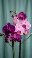 Purple orchid flowers blooming on green stems with buds against soft teal background for home decor and wellness concepts.
