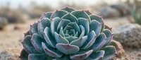 Close-up of blue-green succulent plant with purple edges growing in desert landscape. Natural botanical specimen for gardening and landscaping projects.