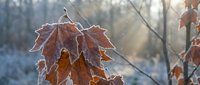 Frost-covered autumn maple leaves hanging on bare branches in winter morning light with soft bokeh background creating seasonal transition scene.