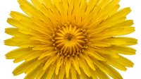 Bright yellow dandelion flower with layered petals radiating from golden center, isolated on white background, suitable for botanical designs, greeting cards, and digital projects.