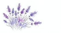 Watercolor lavender bouquet with delicate purple flowers and green stems on white background. Botanical illustration for aromatherapy and spa designs.