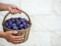 Farmer holding wicker basket filled with fresh blueberries against white brick wall background. Harvest and organic produce concept for agricultural and food industry use.