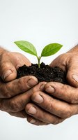 Weathered hands cupping dark soil with a green seedling, symbolizing growth, sustainability, and environmental care for eco and nature concepts.