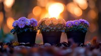 Purple and pink asters in black pots against blurred golden sunset bokeh background with fallen autumn leaves creating magical garden atmosphere.