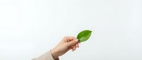 Hand holding fresh green leaf against clean white background symbolizing growth, sustainability and environmental awareness for eco-friendly concepts.