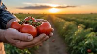 Farmer hands holding fresh ripe red tomatoes at sunset in agricultural field. Organic farming harvest concept for healthy food production and agriculture.