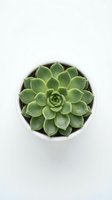 Green succulent plant in white pot viewed from above on clean white background for home decor and gardening projects.